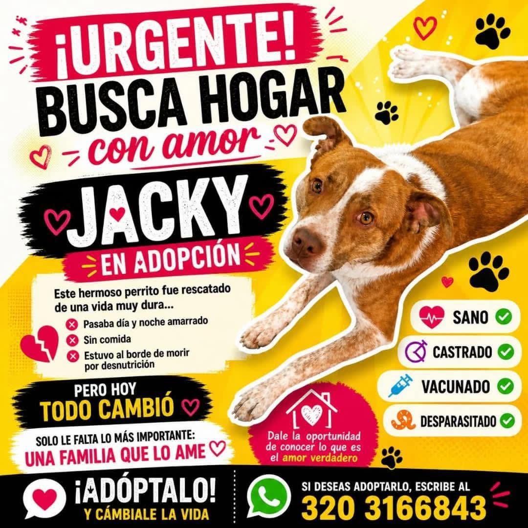 Mascota perdida 4